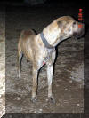 Rokin Robin - Reverse Brindle Great Dane